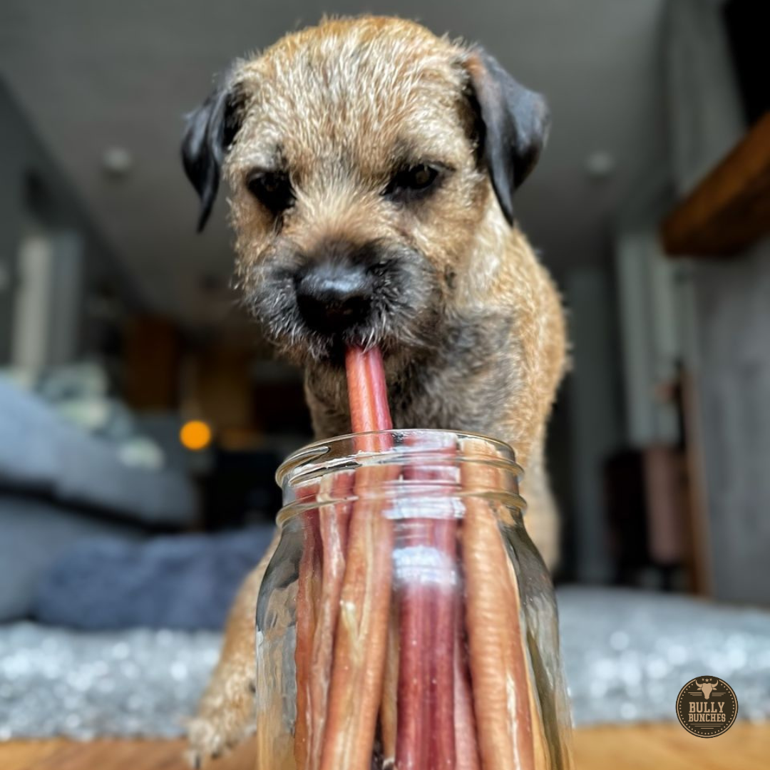 6 Inch Thick Bully Stick by Bully Bunches