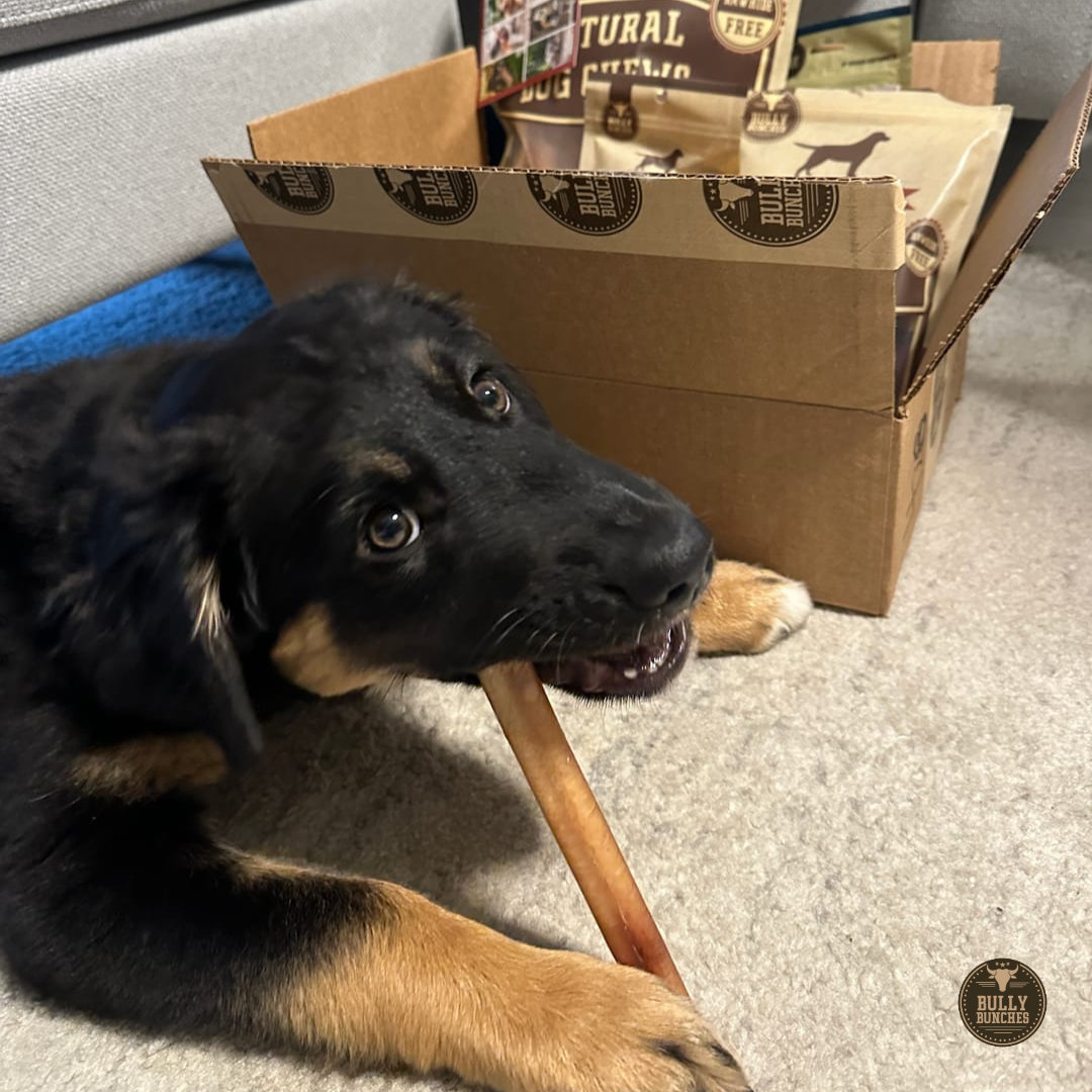 6 Inch Thick Bully Stick by Bully Bunches