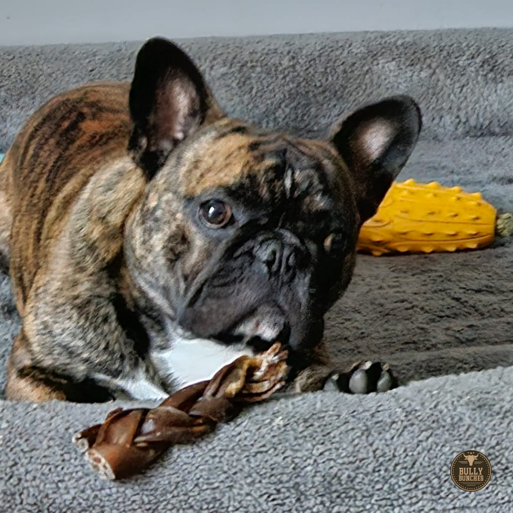 5-6 Inch Braided Collagen Stick