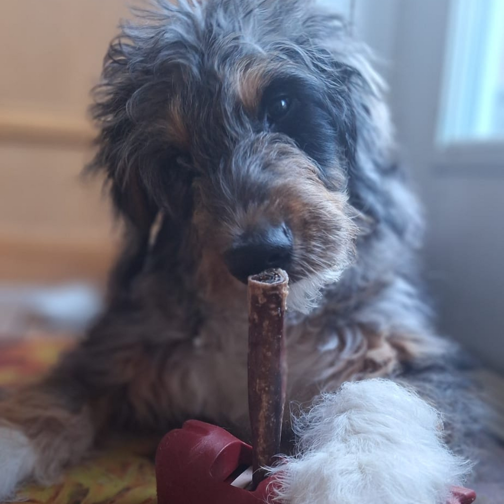 5-6 Inch Champion Chew by Bully Bunches