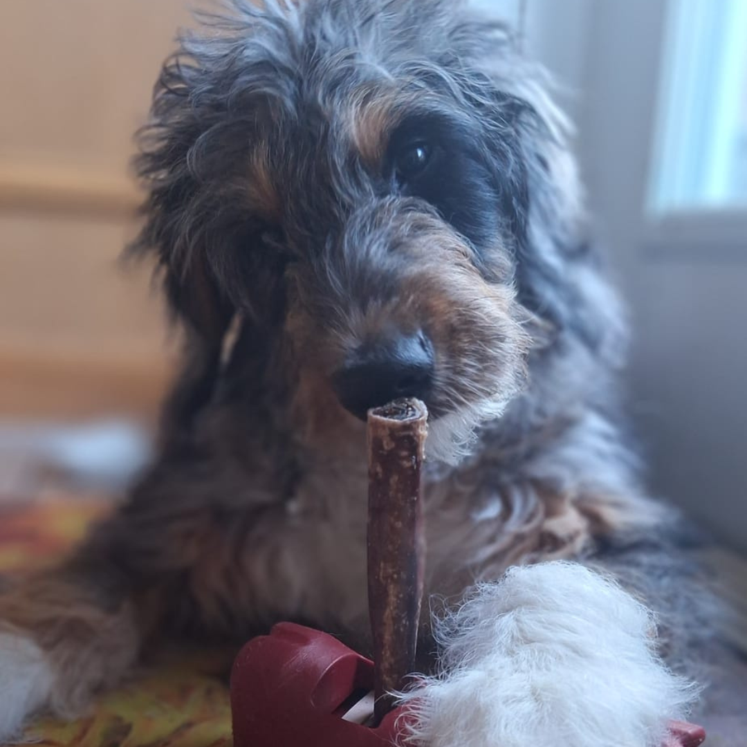 5-6 Inch Champion Chew by Bully Bunches