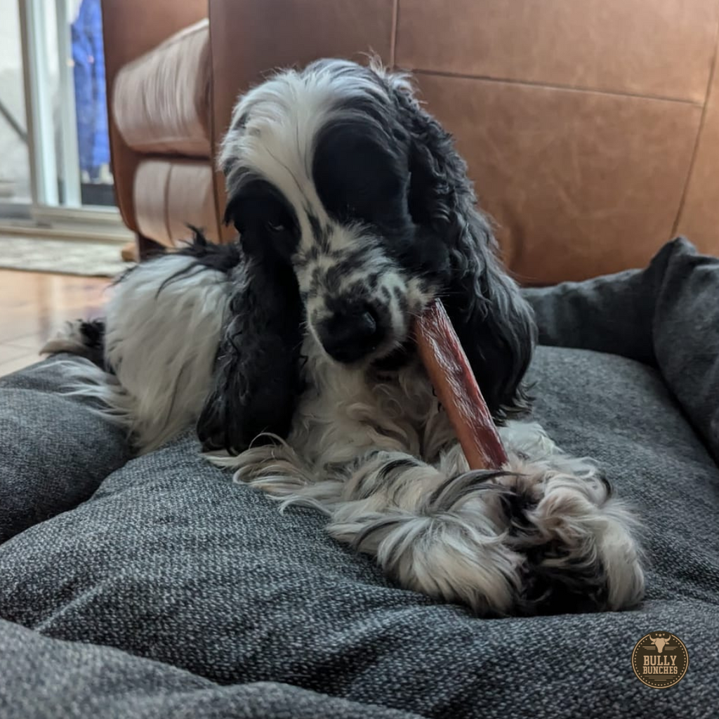 5-6 Inch Champion Chew by Bully Bunches