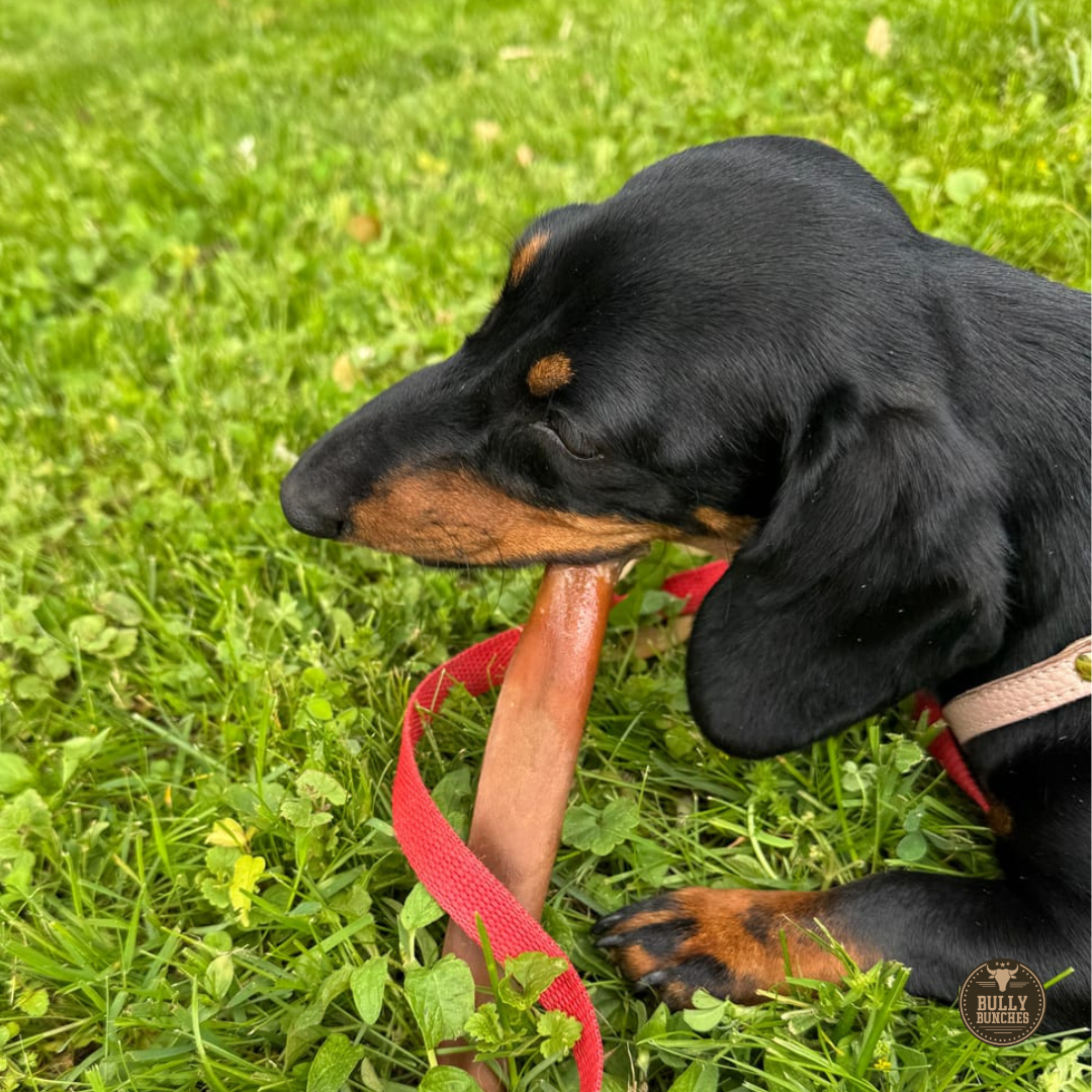 5-6 Inch Collagen Stick by Bully Bunches