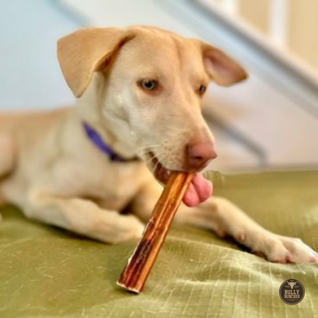 6 Inch Jumbo Bully Stick by Bully Bunches