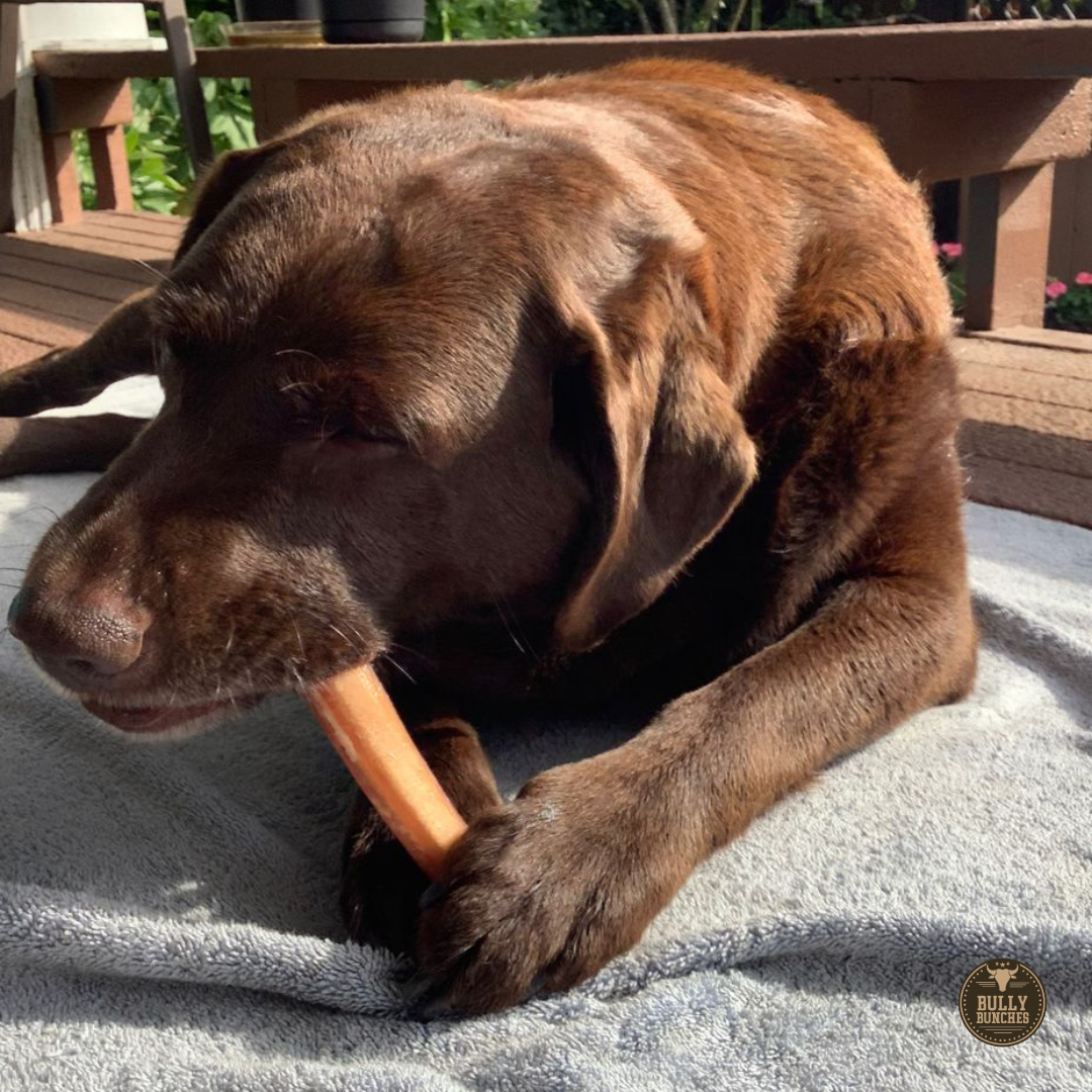 6 Inch Jumbo Bully Stick by Bully Bunches