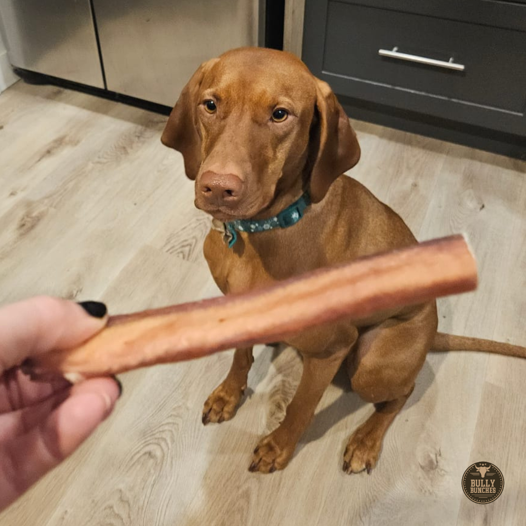 6 Inch Jumbo Bully Stick by Bully Bunches