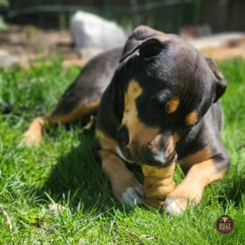 5-6 Inch Peanut Butter Cheek Roll by Bully Bunches