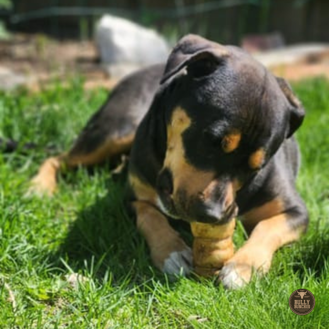 5-6 Inch Peanut Butter Cheek Roll by Bully Bunches