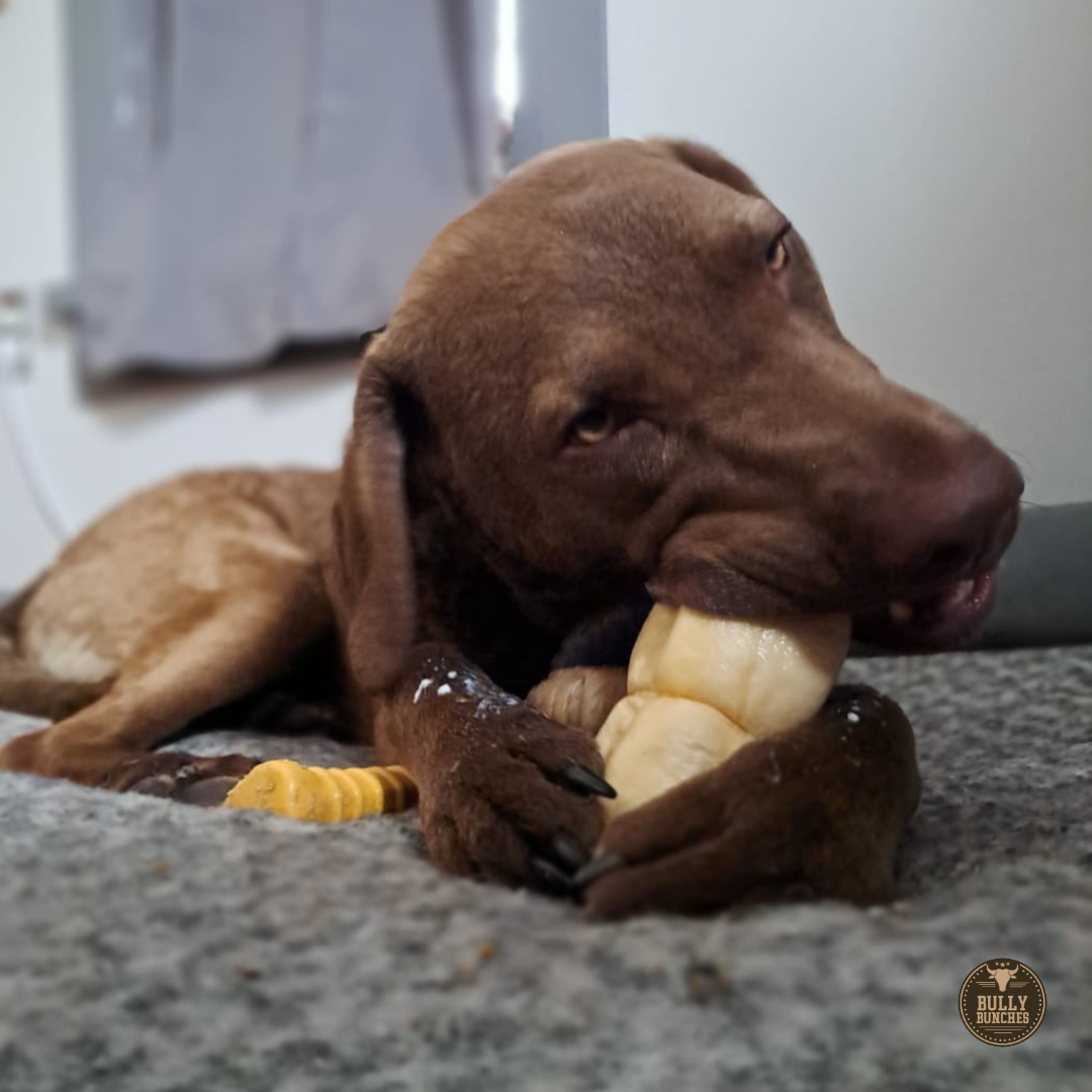 5-6 Inch Peanut Butter Cheek Roll by Bully Bunches