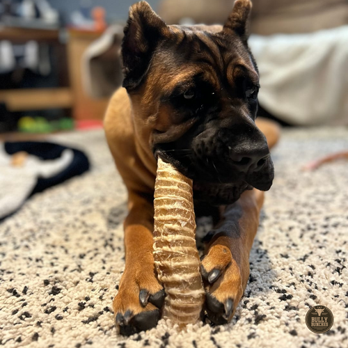6 Inch Beef Trachea by Bully Bunches