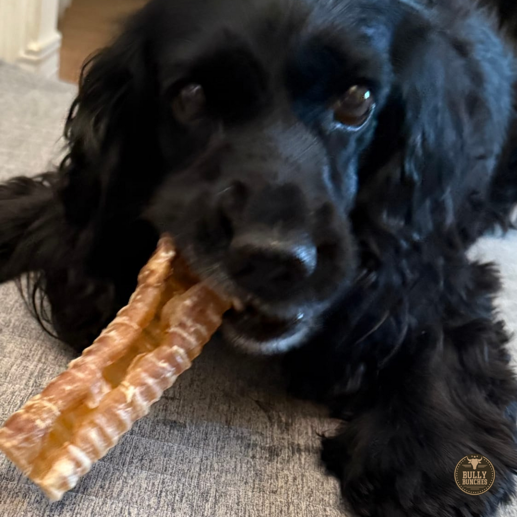6 Inch Beef Trachea by Bully Bunches