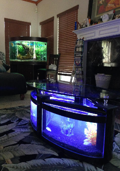 WARRANTY INCLUDED! 60 gallon GLASS oval round table aquarium fish tank setup by Northeast Aquariums LLC