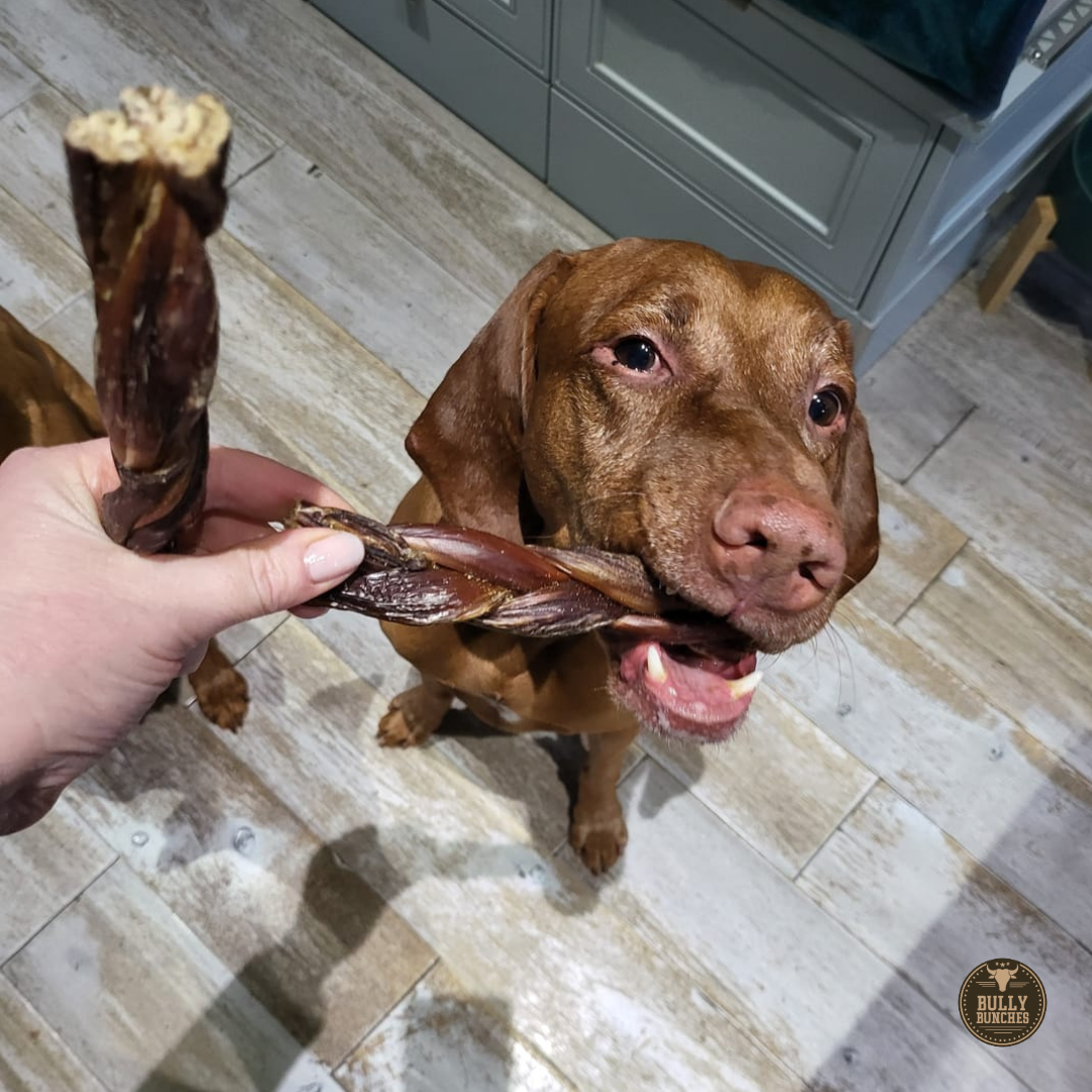 6 Inch Braided Jerky Stick by Bully Bunches