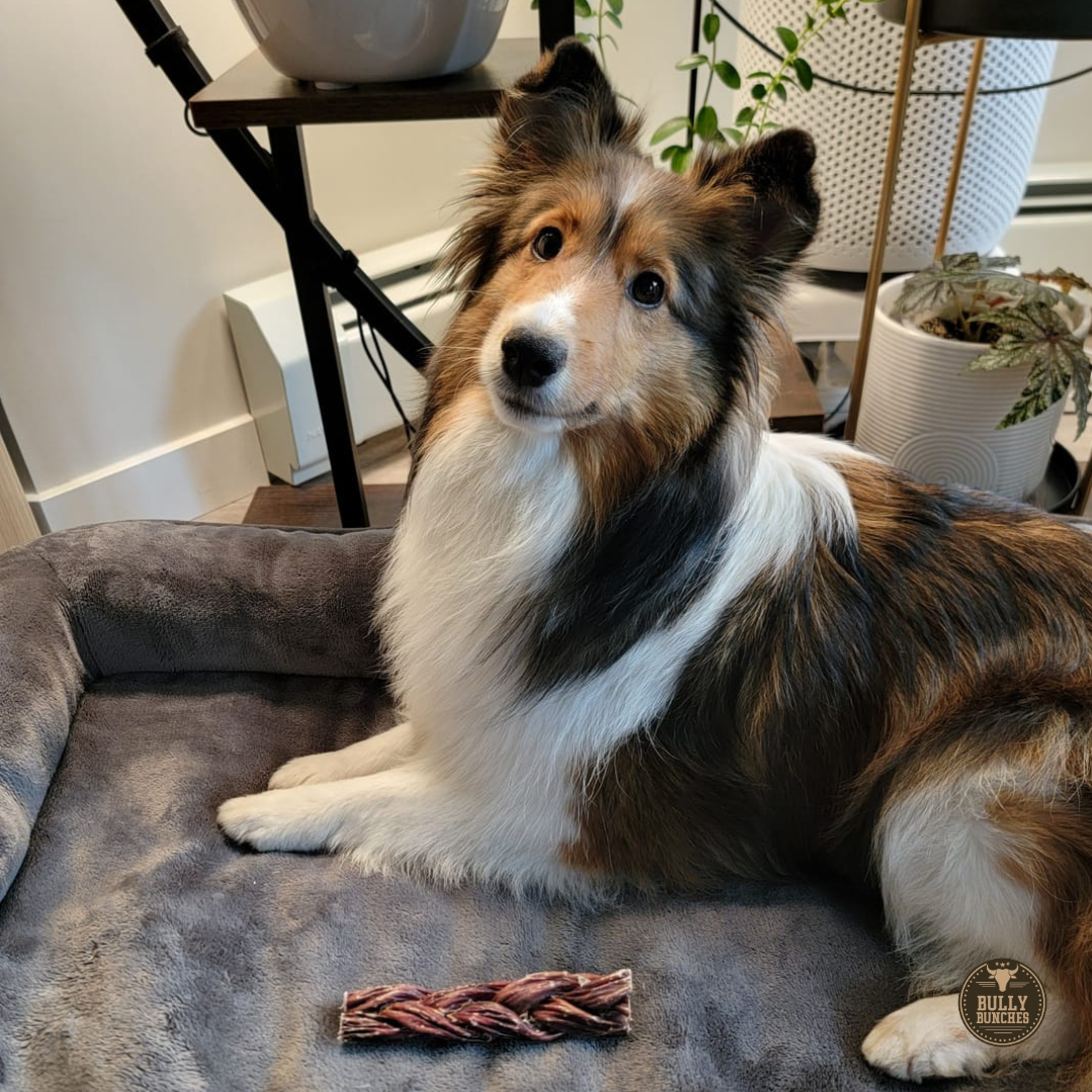 6 Inch Braided Jerky Stick by Bully Bunches