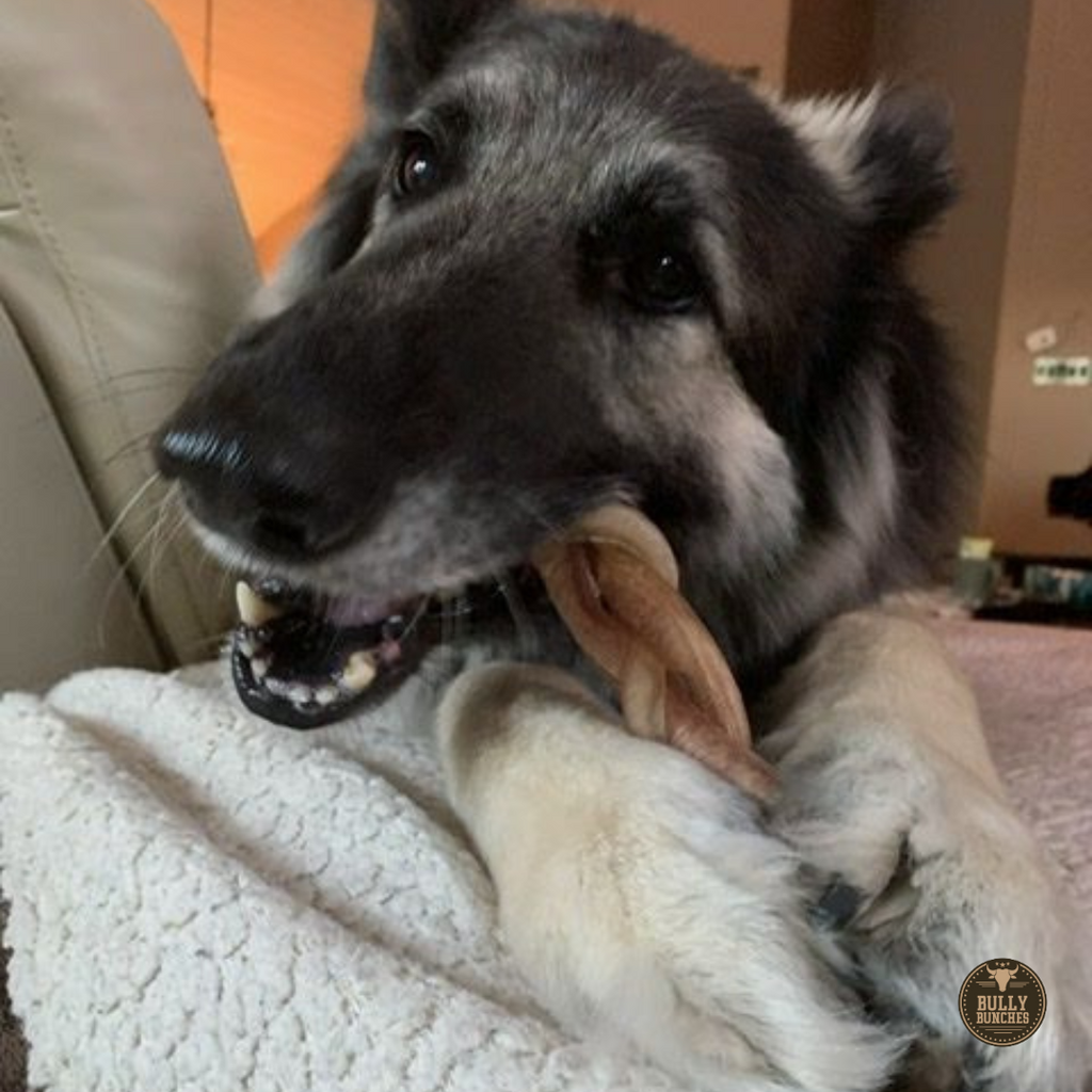 6 Inch Jumbo Braided Bully Stick by Bully Bunches