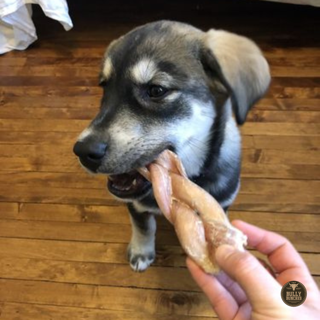6 Inch Jumbo Braided Bully Stick by Bully Bunches