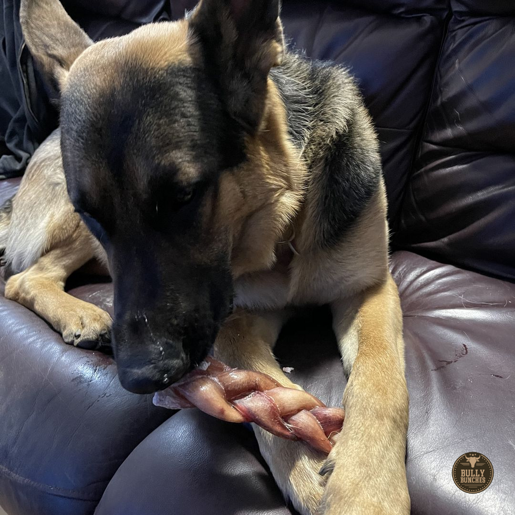 6 Inch Monster Braided Bully Stick by Bully Bunches