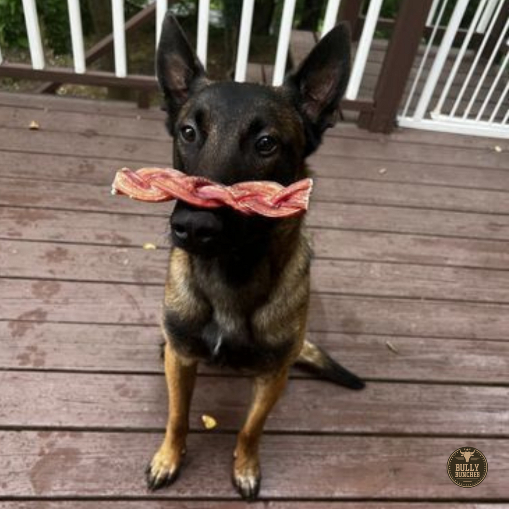 6 Inch Monster Braided Bully Stick by Bully Bunches