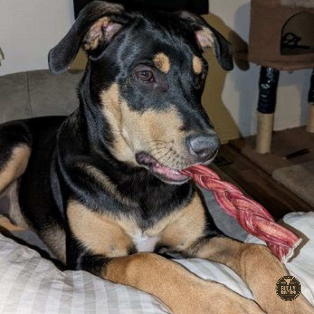 6 Inch Standard Braided Bully Stick by Bully Bunches
