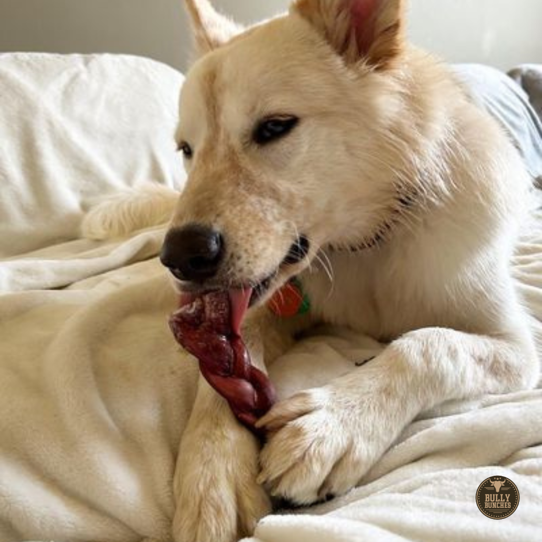 6 Inch Thick Braided Bully Stick by Bully Bunches