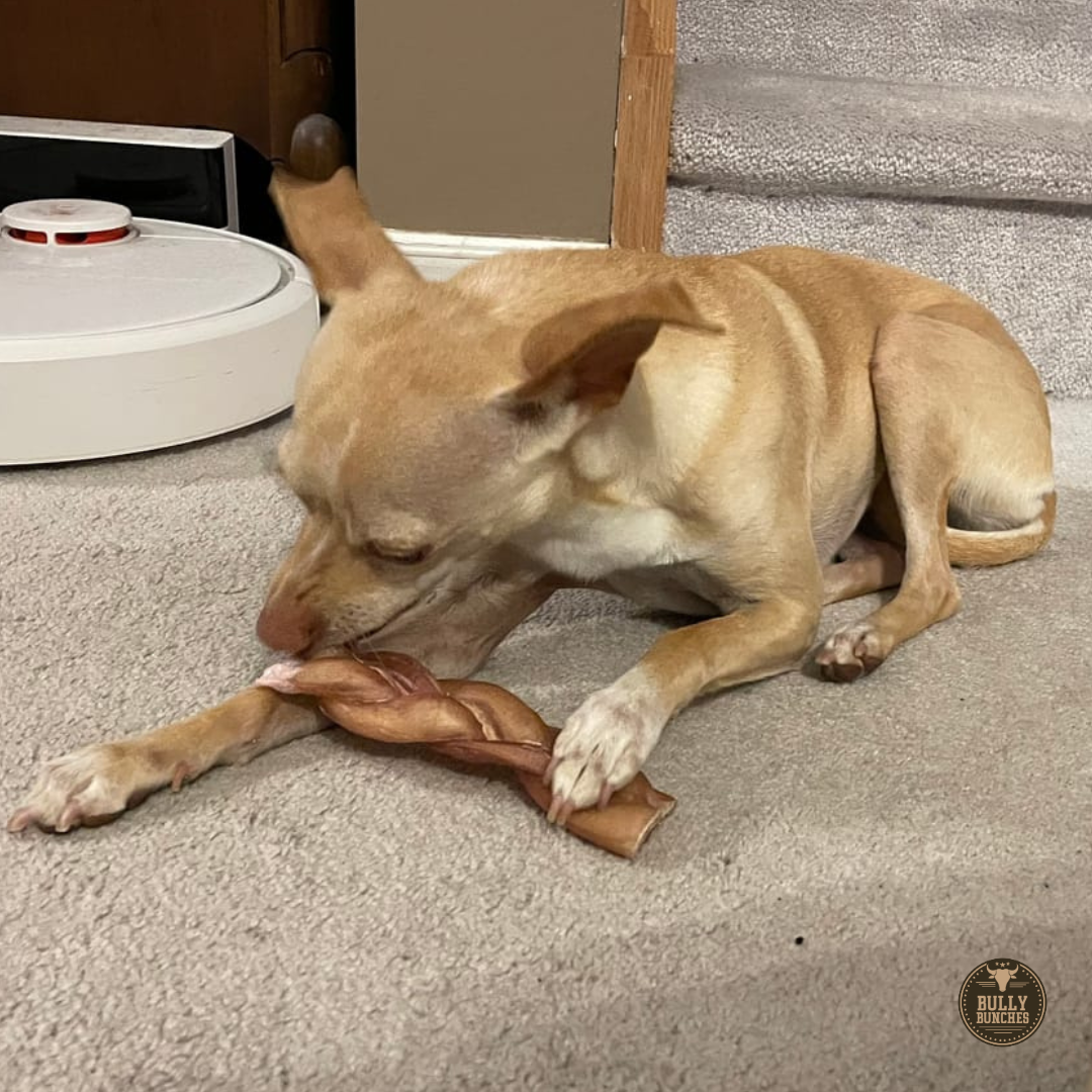 6 Inch Thick Braided Bully Stick by Bully Bunches