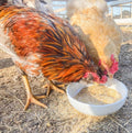 Egg-Cellent Yolks: For Healthy, Golden Yolks - Naturally! by Dahlia Pets