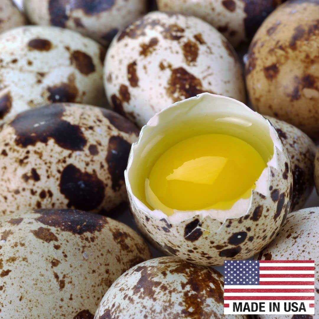 36 Quail Eggs for Hatching - Fertile Coturnix Selection Hens Choice, AI & NPIP Certified, Sustainably Sourced from Family-Run Farms, Farm Fresh Delivery with Minimal Breakage by Quailz.com by Undique LLC