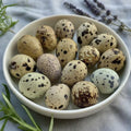 Coturnix Quail Fertile Hatching Eggs, 12 Count, Carefully Sourced and Selected for Quality, Ideal for Incubation and Sustainable Egg Hatching from Family Farms and Hatcheries picked daily fresh by Quailz.com by Undique LLC