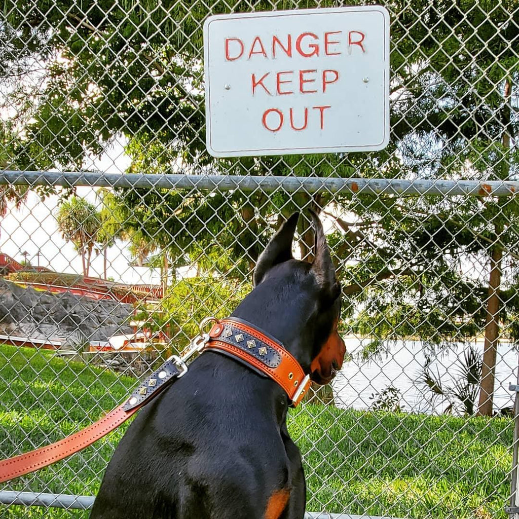 The "Balteus" brown collar by Bestia Dog Gear