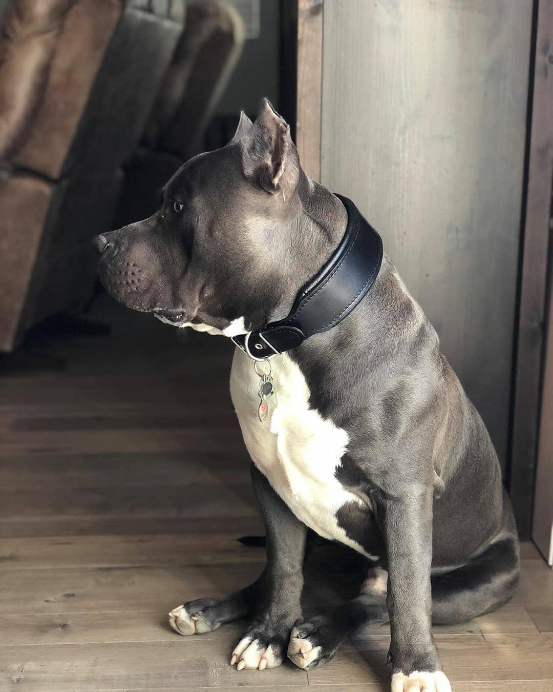 Plain "Style" Collar black by Bestia Dog Gear