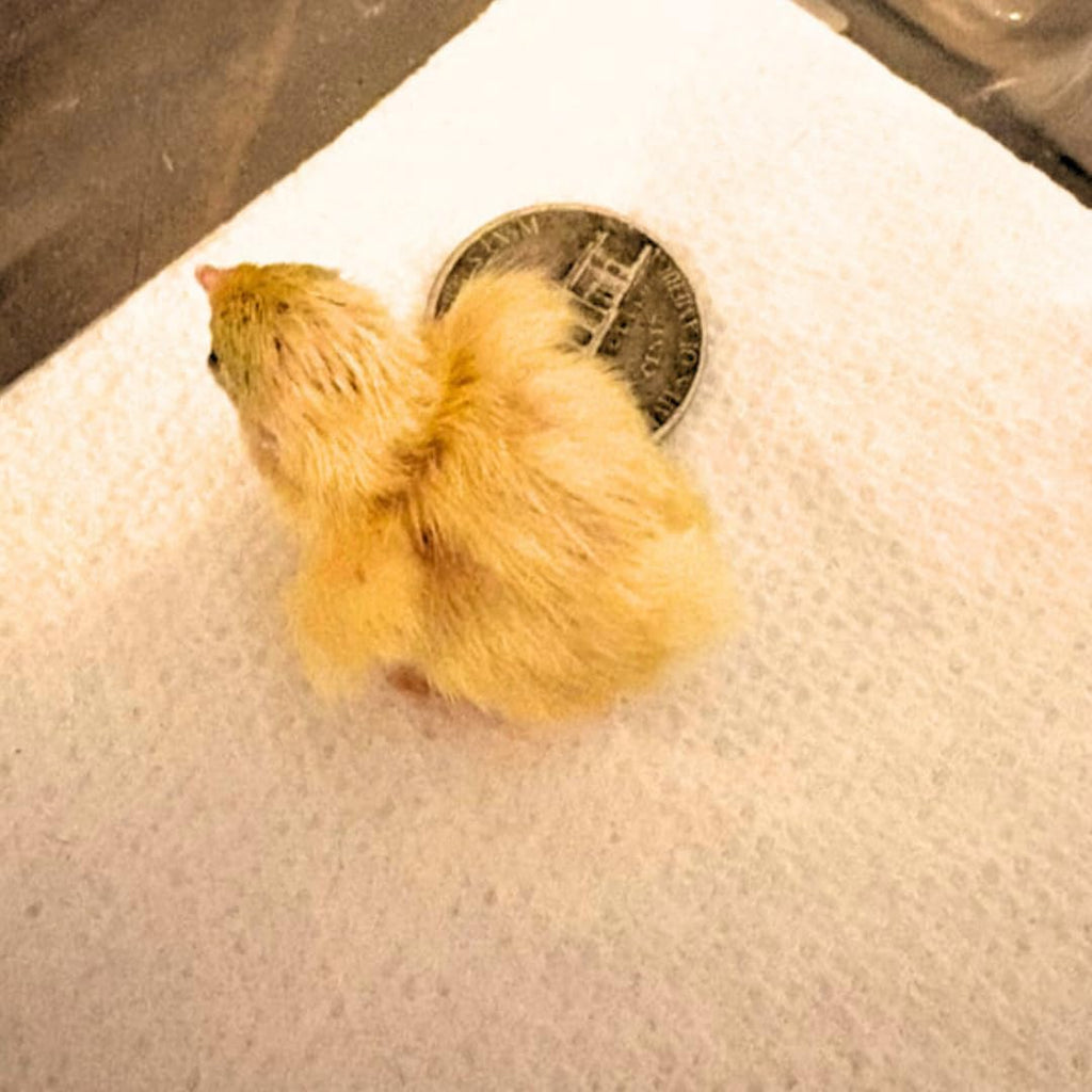 Button Quail Eggs -Eggs for Hatching by Quailz.com by Undique LLC