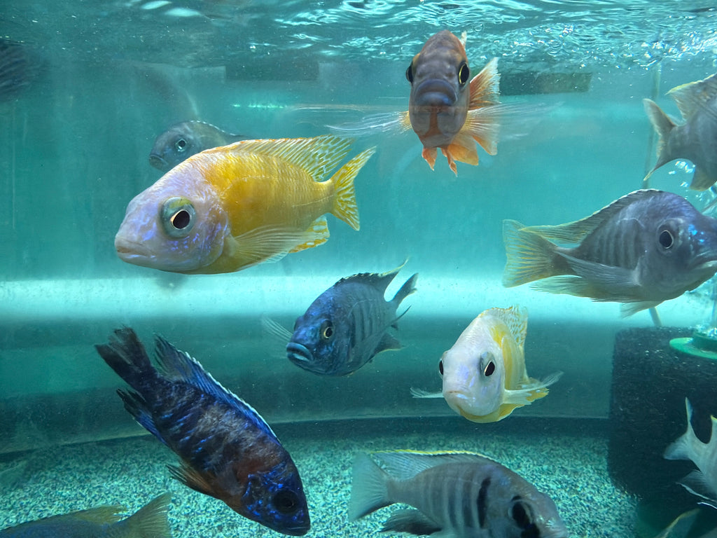 Taiwan Reef Cichlid (Protomelas sp. "Steveni Taiwan") by Danaqua Live Fish & More