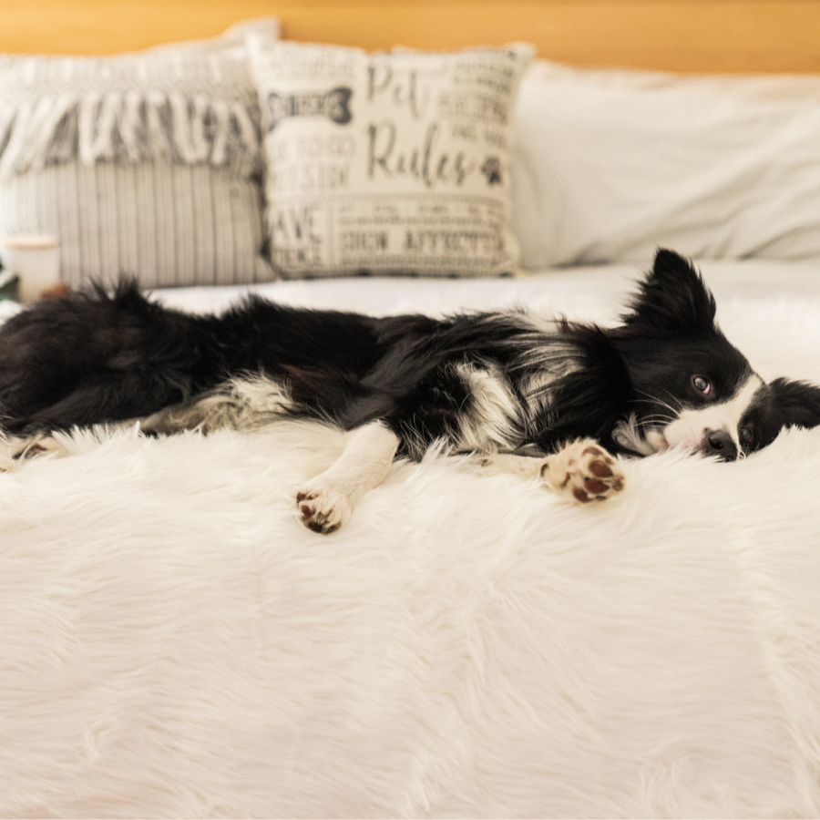 PupProtector™ Waterproof Throw Blanket - Polar White by Paw.com