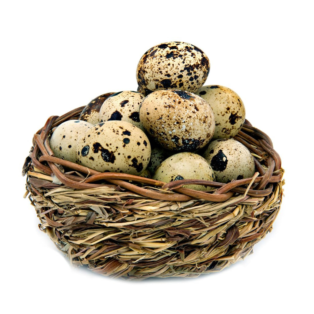 Fresh Quail Eggs Laid in the US