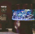 440 Gallon Glass Corner Reef-Ready Aquarium in Rose Cherry Real Wood Furniture by Northeast Aquariums LLC