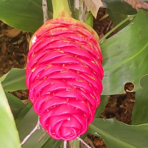 Hawaiian Awapuhi Shampoo Ginger Plant Rhizomes Starter Kit - 2 Rhizomes, Ideal for Cultivating Awapuhi Plant, Perfect Shampoo Ginger Rhizomes for Garden Enthusiasts and Beginners by Quailz.com by Undique LLC