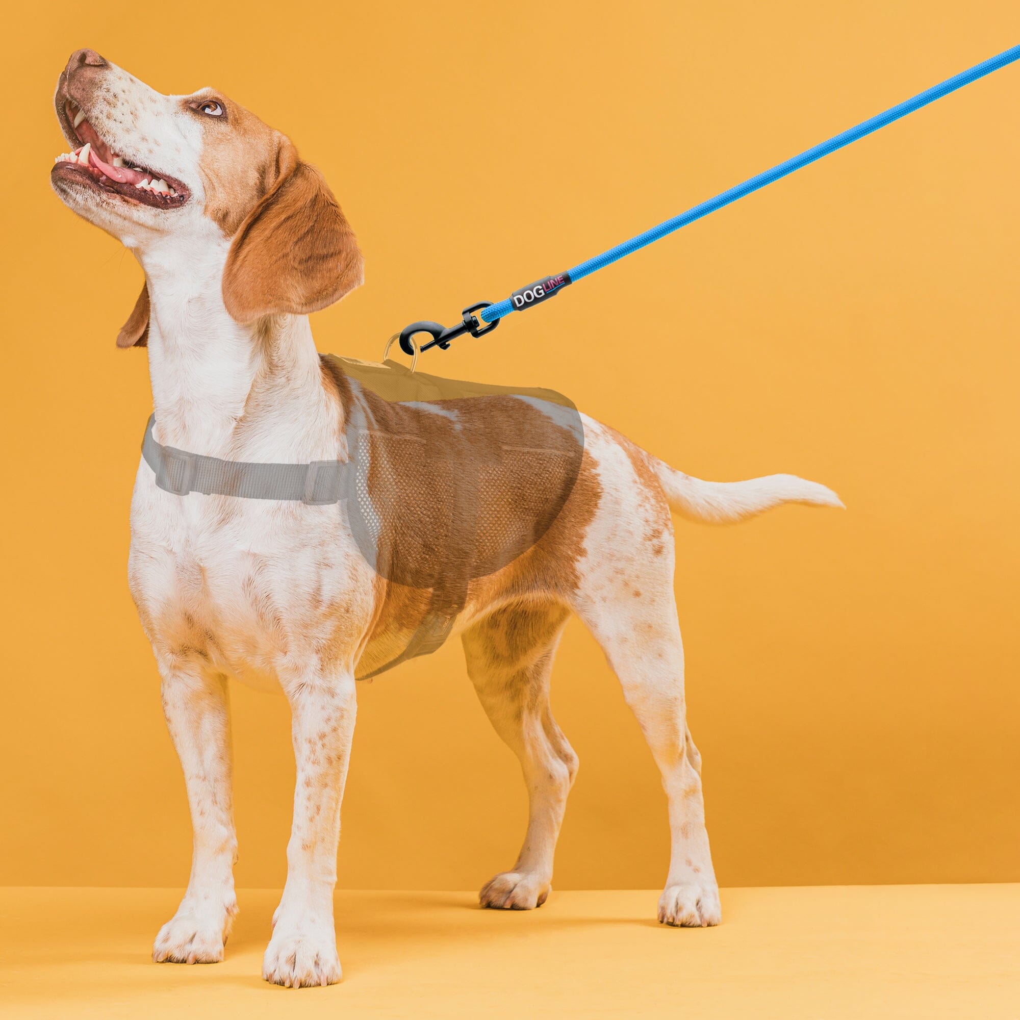 Nylon Round Dog Lead by Dogline