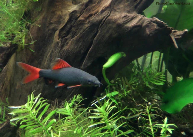 Redtail black Shark by Danaqua Live Fish & More