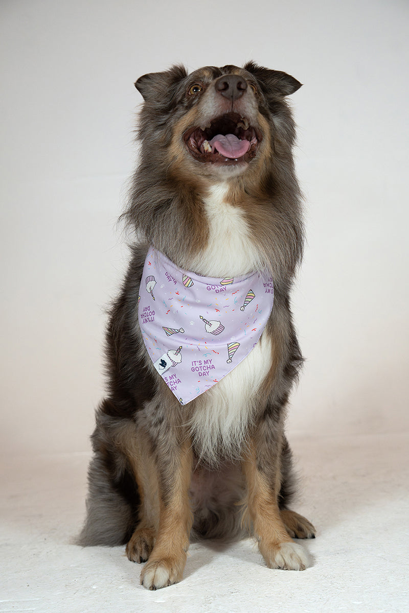 Birthday Girl & Gotcha Day Dog Bandana by Dog Bandana Co.