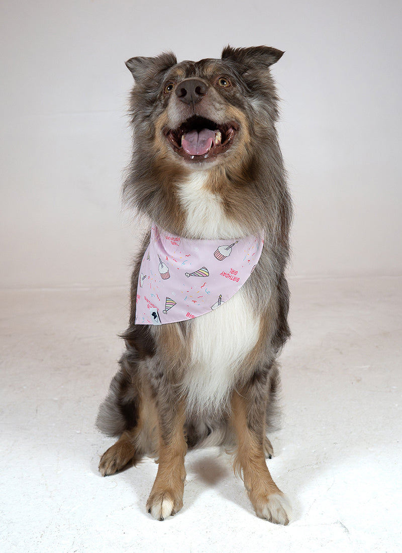 Birthday Girl & Gotcha Day Dog Bandana by Dog Bandana Co.