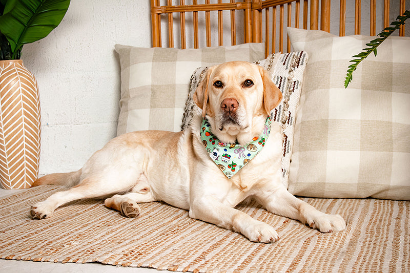 Farmers Market Dog Bandana by Dog Bandana Co.