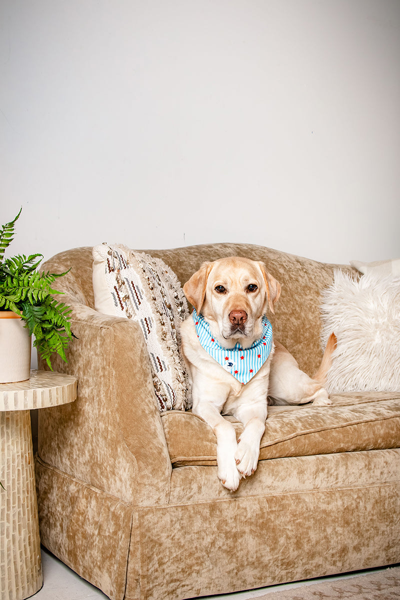American Summer Dog Bandana by Dog Bandana Co.