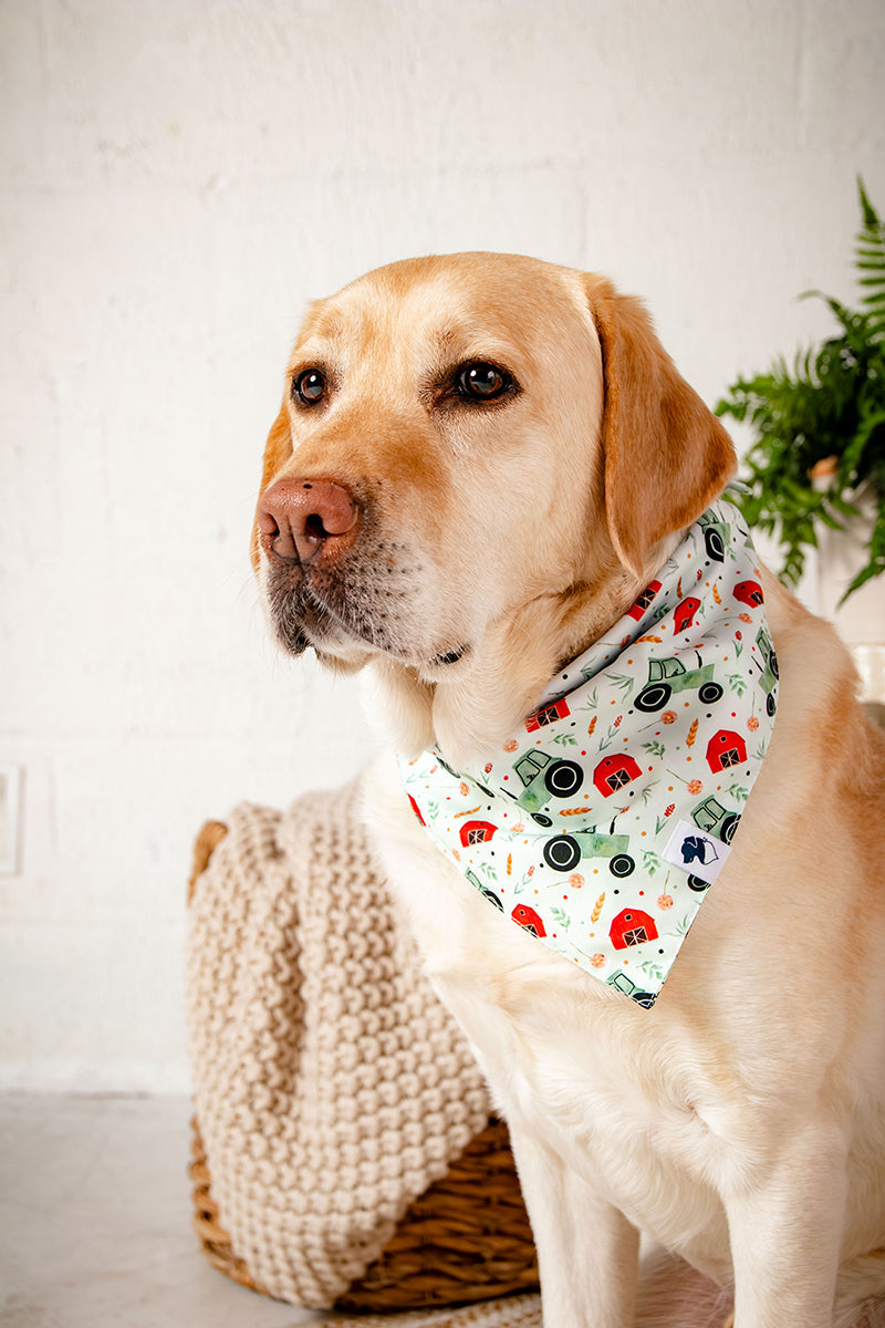 Farmers Market Dog Bandana by Dog Bandana Co.