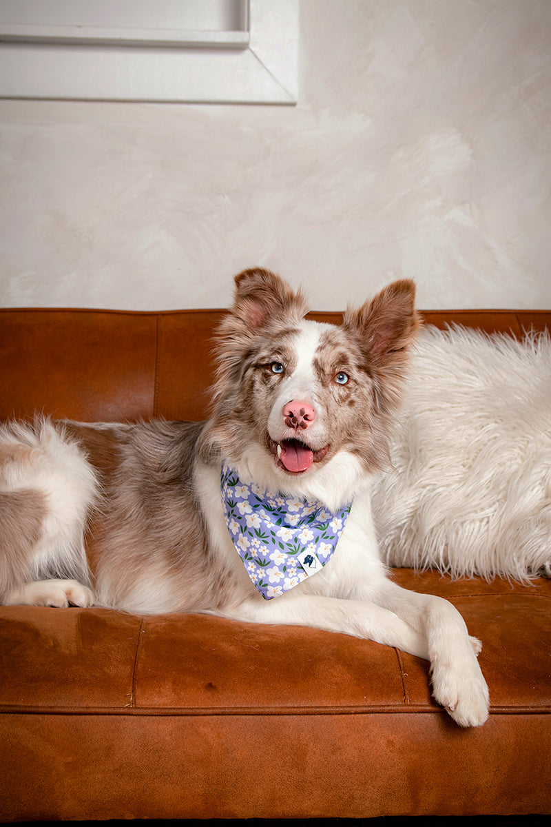 Lavender Dog Bandana by Dog Bandana Co.