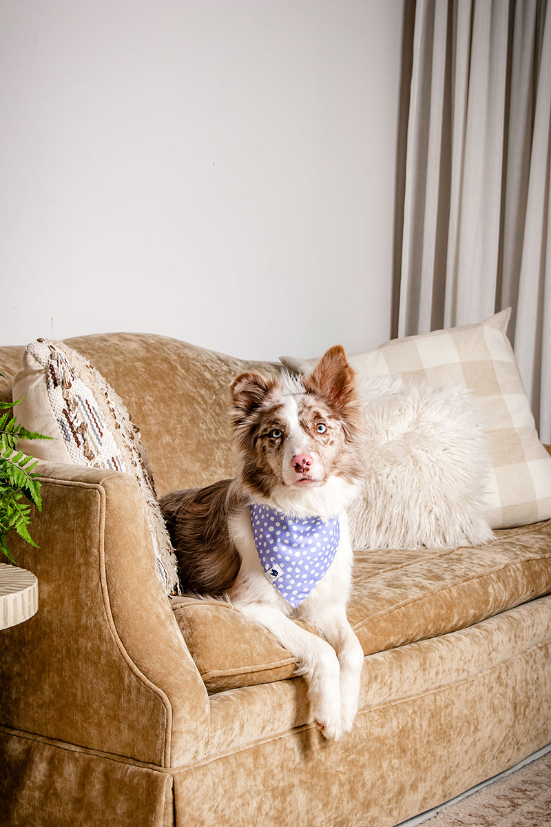 Lavender Dog Bandana by Dog Bandana Co.