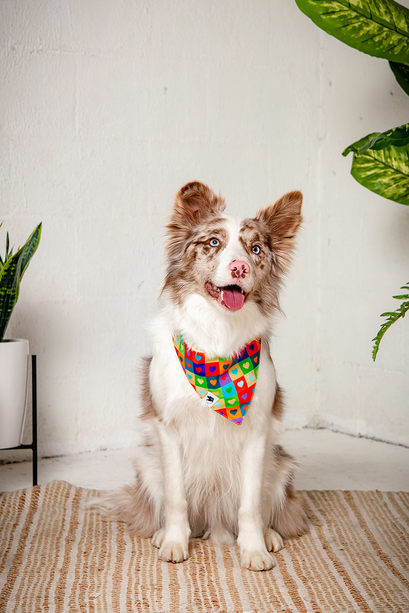 Love Wins Dog Bandana by Dog Bandana Co.