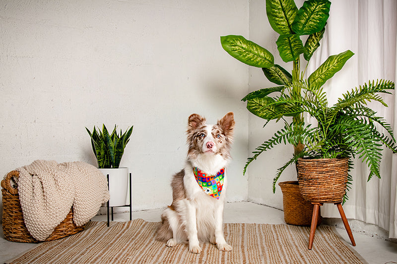 Love Wins Dog Bandana by Dog Bandana Co.