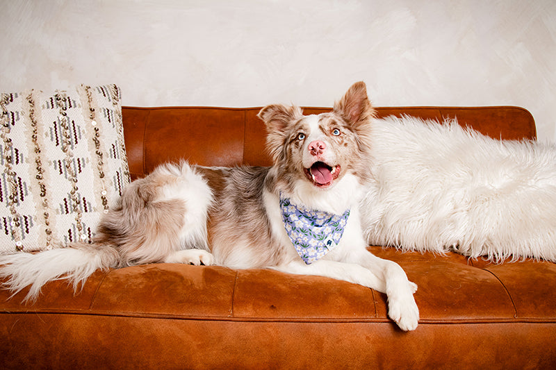 Lavender Dog Bandana by Dog Bandana Co.