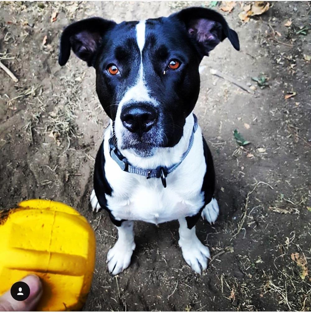 Gear eDispenser - Durable Rubber Yak Chew Holder & Treat Pocket | USA Made by SodaPup/True Dogs, LLC