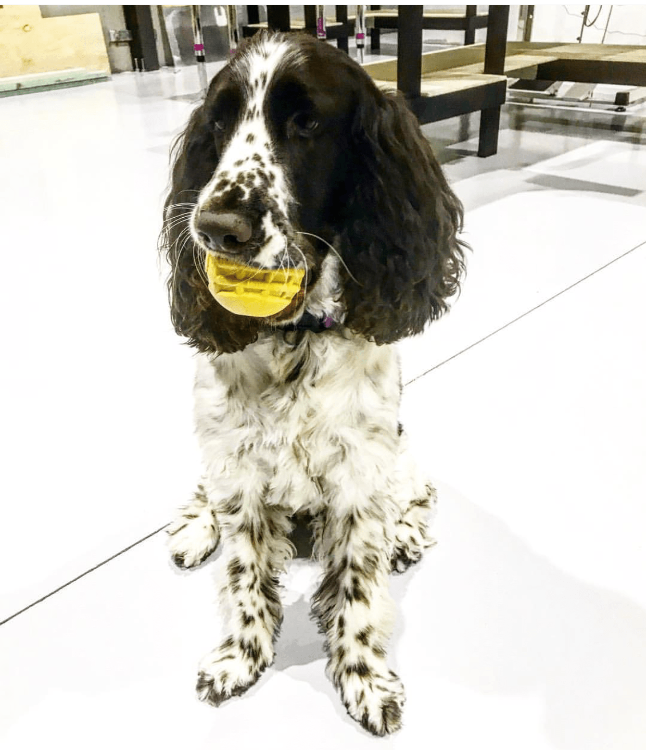 Industrial Dog Ball Rubber Chew Toy for Heavy Chewers | Yellow | USA Made | SodaPup by SodaPup/True Dogs, LLC